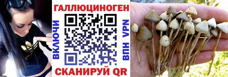 Псилоцибиновые грибы Cubensis  продажа наркотиков  Томилино 